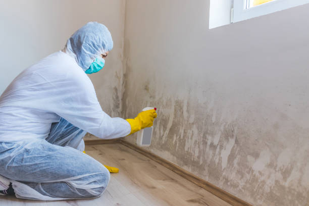 Licensed Mold Remediation service in Grandville, MI - WQB Mold Removal
